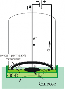 Amperometric Biosensor