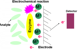 Electrochemical Biosensor