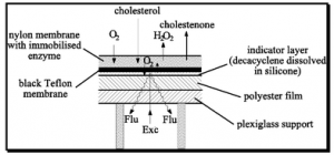 Fiber Optic Lactate Biosensor