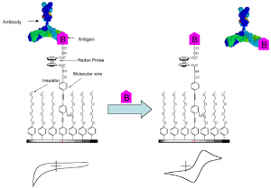 Immuno–Biosensors