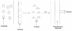 Potentiometric Biosensor