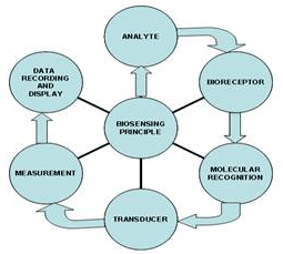 Working of Biosensors